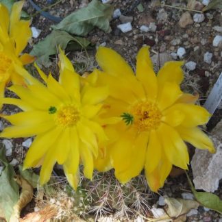 Echinocereus stoloniferus cactus shown flowering