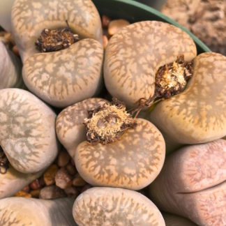 Lithops gesineae mesemb shown in pot