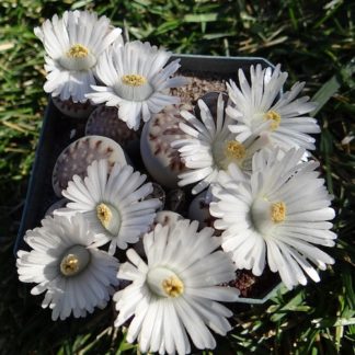 Lithops julii mesemb shown flowering