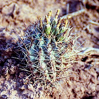 Sclerocactus glaucus cactus shown in pot