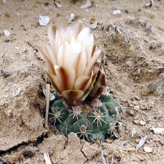 Sclerocactus mesae-verdae cactus shown flowering