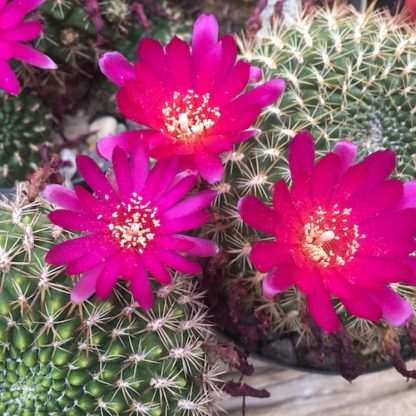 Sulcorebutia purpurea cactus shown flowering