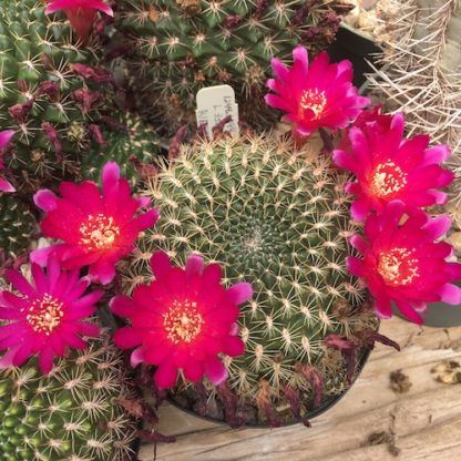 Sulcorebutia purpurea cactus shown in pot