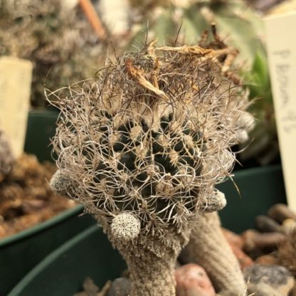 Turbinicarpus pseudomacrochele cactus shown flowering