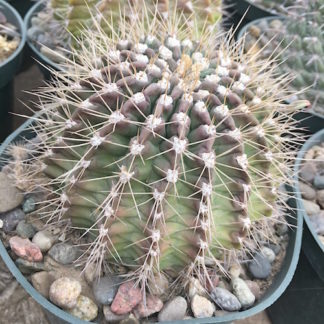 Acanthocalycium klimpelianum cactus shown in pot