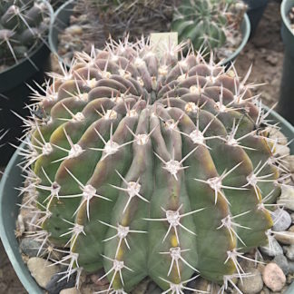 Acanthocalycium peitscherianum cactus shown in pot