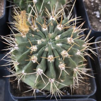 Acanthocalycium violaceum cactus shown flowering