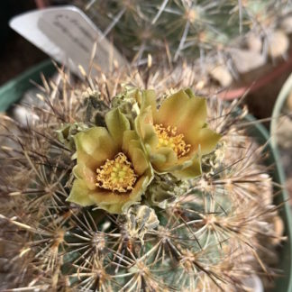 Ancistrocactus scheeri cactus shown flowering