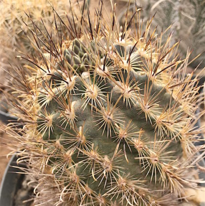 Ancistrocactus scheeri cactus shown in pot