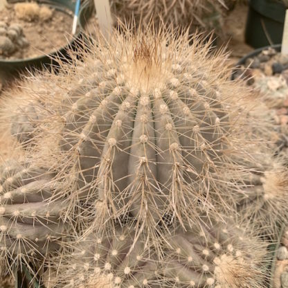 Copiapoa eremophila cactus shown in pot