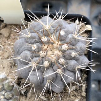Copiapoa gigantea cactus shown in pot
