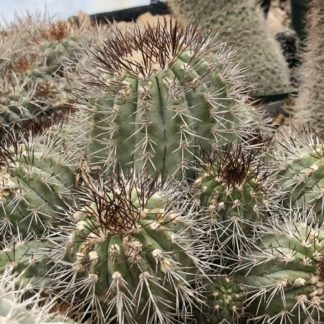Copiapoa hypogaea cactus shown in pot