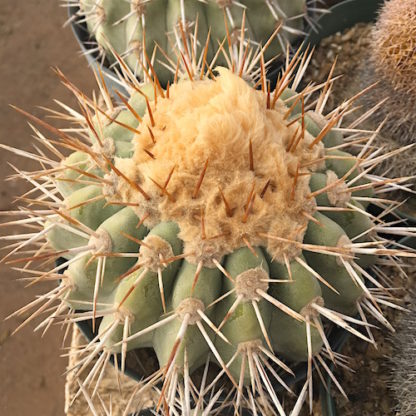 Copiapoa taltalensis cactus shown in pot