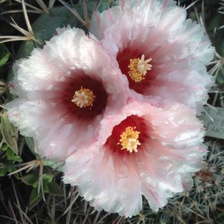 Coryphantha poselgeriana cactus shown flowering