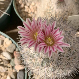 Echinomastus hispidus cactus shown flowering