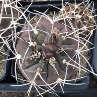 Gymnocalycium hossei cactus shown in pot