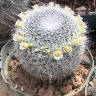 Mammillaria hahniana cactus shown flowering