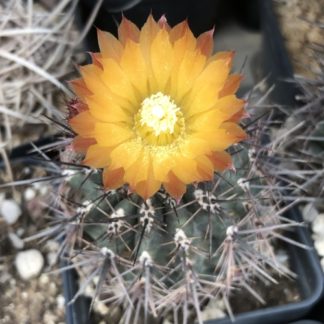 Pyrrhocactus strausianus cactus shown in pot