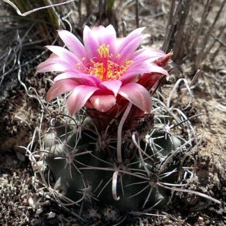 Sclerocactus spinosior cactus shown flowering