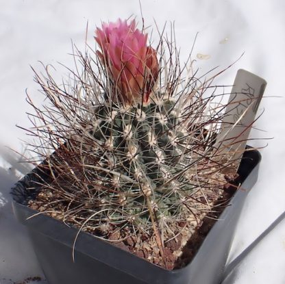 Sclerocactus spinosior cactus shown in pot