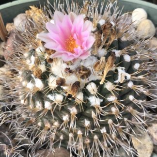 Turbinicarpus laui cactus shown flowering