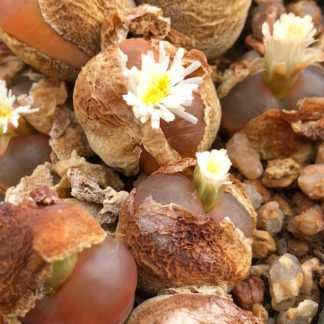Conophytum maughanii mesemb shown flowering