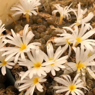 Conophytum pellucidum mesemb shown flowering