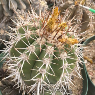 Copiapoa aurata cactus shown in pot