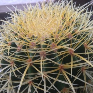 Echinocactus grusonii cactus shown in pot