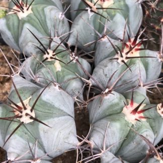Echinocactus platyacanthus cactus shown in pot