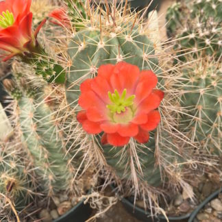 Echinocereus coccineus cactus shown flowering