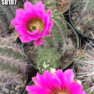 Echinocereus fendleri cactus shown flowering