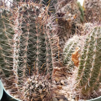 Echinocereus fendleri cactus shown in pot