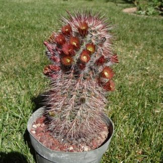 Echinocereus rhyolithensis 'russanthus' cactus shown flowering