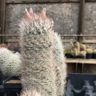 Escobaria dasyacantha cactus shown in pot