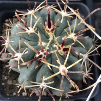 Glandulicactus mathssoni cactus shown in pot
