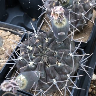 Gymnocalycium brachypetalum cactus shown in pot