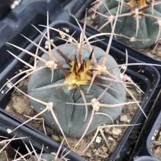 Gymnocalycium cardenasianum cactus shown in pot