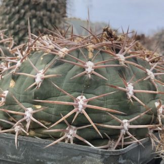 Gymnocalycium carminanthum cactus shown flowering
