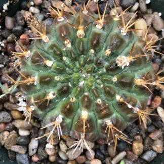 Gymnocalycium hamatum cactus shown flowering