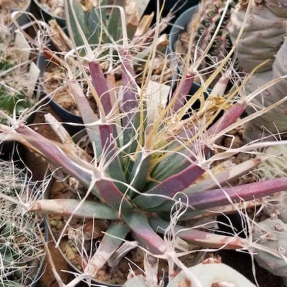Leuchtenbergia principis cactus shown in pot