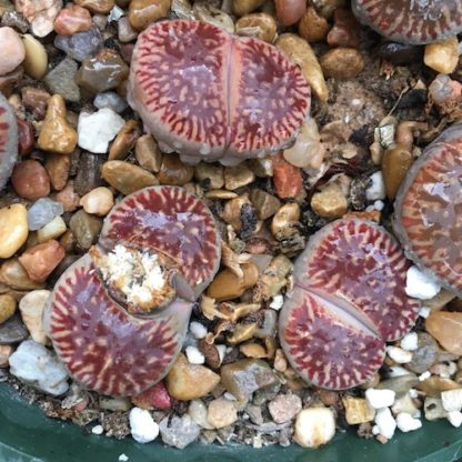 Lithops aucampiae mesemb shown in pot