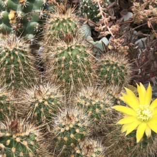 Mila maritima cactus shown flowering