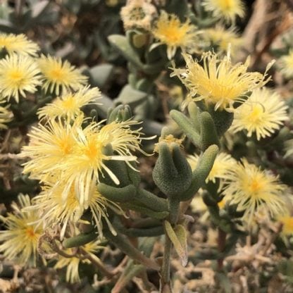 Mitrophyllum clivorum mesemb shown flowering