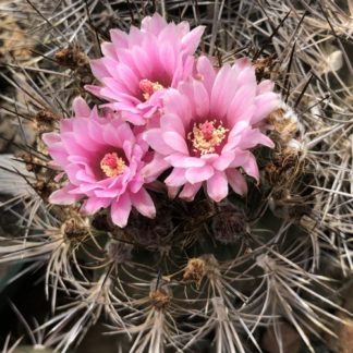 Neoporteria curvispina cactus shown flowering