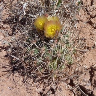 Pediocactus sileri cactus shown flowering