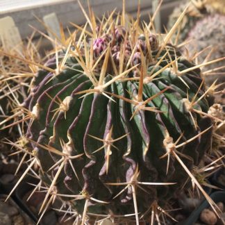 Stenocactus lamellosus cactus shown in pot