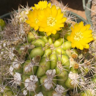Weingartia lanata cactus shown flowering