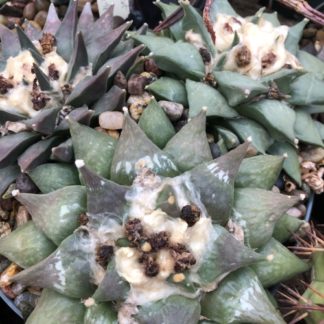Ariocarpus retusus cactus shown flowering