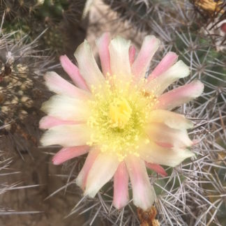 Copiapoa aureispina cactus shown flowering